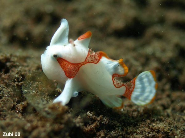 Photo of a frogfish (Clown frogfish)  - <em>Antennarius maculatus</em> - Foto eines Anglerfisches (Warzen-Anglerfisch)