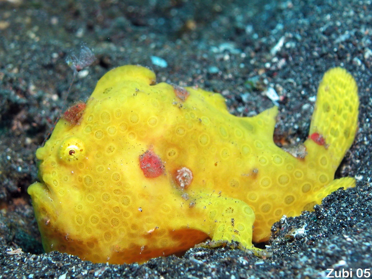 Photo of a frogfish (Painted frogfish)  - <em>Antennarius pictus</em> - Foto eines Anglerfisches (Rundflecken-Anglerfisch) Names: angler, anglerfish, Fishing frog, Toadfish, Fishing frog (English), Anglerfisch, 
  Angler, Krötenfisch (Deutsch), Baudroie, Grenouille (French), Ranisapo, 
  Pez antenado, Pescador (Spanish), Peixe-pescador, Peixe-sapo (Portuguese), malabarski 
  (Poland), izariuo (Japanese), tudsefisk (daenish), hengelaar (Afrikaans)