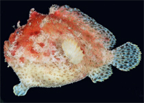 Abantennarius drombus (Freckled frogfish - Sommersprossen Anglerfisch)