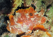 Antennarius biocellatus (Brackish-Water frogfish (Twinspot Frogfish) - Brackwasser Anglerfisch)