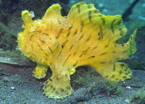 Antennarius hispidus - Hispid Frogfish (Shaggy Frogfish) - Hispid Anglerfisch