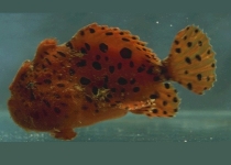 Antennarius pardalis  - Leopard frogfish - Leoparden Anglerfisch