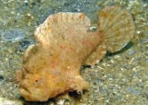 Antennarius pauciradiatus - Dwarfed Frogfish - Zwergenhafter Anglerfisch - pescador enano