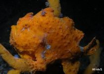 Antennarius pictus - Painted frogfish - Rundflecken Anglerfisch (bemalter Fühlerfisch) 