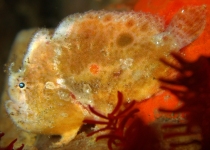 Antennarius 
          dorehensis - New Guinea frogfish - Zwerg Anglerfisch (Neu Guinea Anglerfisch)