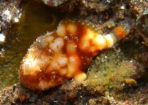 Antennatus tuberosus (Tuberculated Frogfish, Bandfin Frogfish, Pygmy Frogfish - Tuberkel Anglerfisch, Schwanzstreifen Anglerfisch, Pygmäen Anglerfisch)