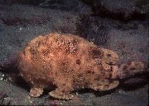 Antennarius avalonis (Roughbar frogfish - Avalonis Anglerfisch)