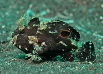Antennarius sp- Ocellated Frogfish - Lembeh Anglerfisch