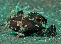 Nudiantennarius subteres (Lembeh Frogfish - Lembeh Anglerfisch)