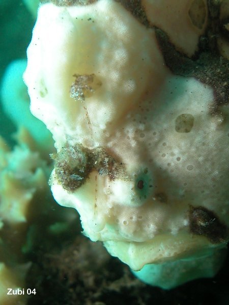 Antennarius pictus - painted frogfish - Rundfleck-Anglerfisch