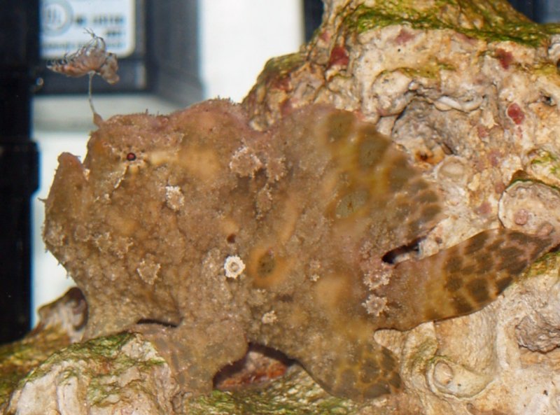 Antennarius indicus (Indian frogfish - Indischer Anglerfisch)