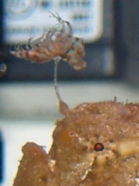 Antennarius indicus (Indian frogfish - Indischer Anglerfisch)