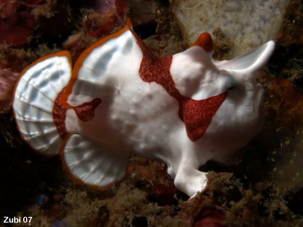 http://www.frogfish.ch/image/frogfish-Anglerfisch/Antennarius-maculatus/Antennarius-maculatus1.jpg