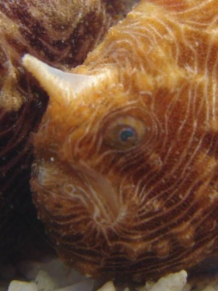 Antennatus linearis (Pygmy frogfish - Pygmäen Anglerfisch)