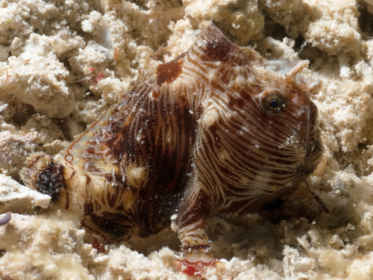 Antennatus linearis (Pygmy frogfish - Pygmäen Anglerfisch)