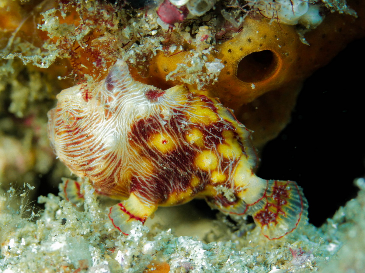 Antennatus linearis (Pygmy frogfish - Pygmäen Anglerfisch)