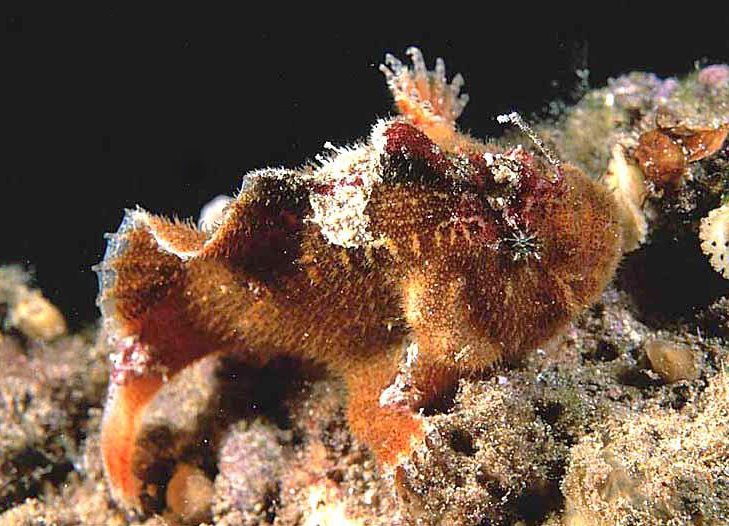 Echinophryne crassispina (Prickly Frogfish - "Stachliger" Anglerfisch)