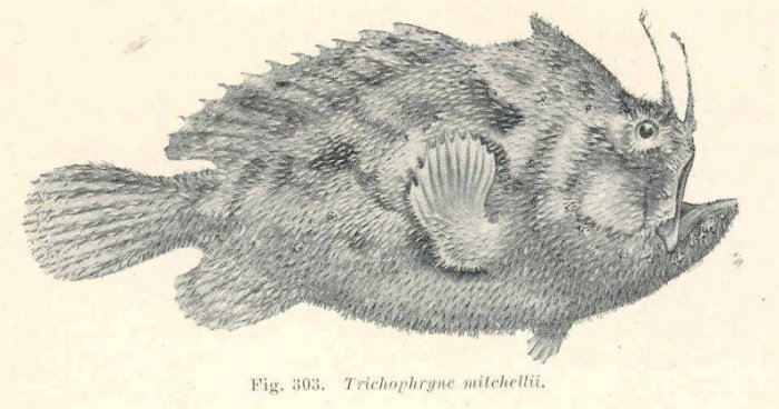Echinophryne mitchelli (Mitchell's Frogfish, Long-spined anglerfish - Mitchell's