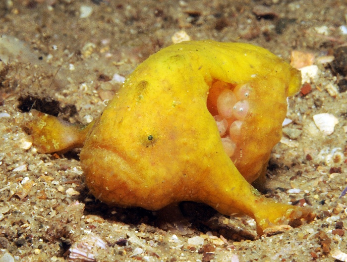 Frogfish Eggs