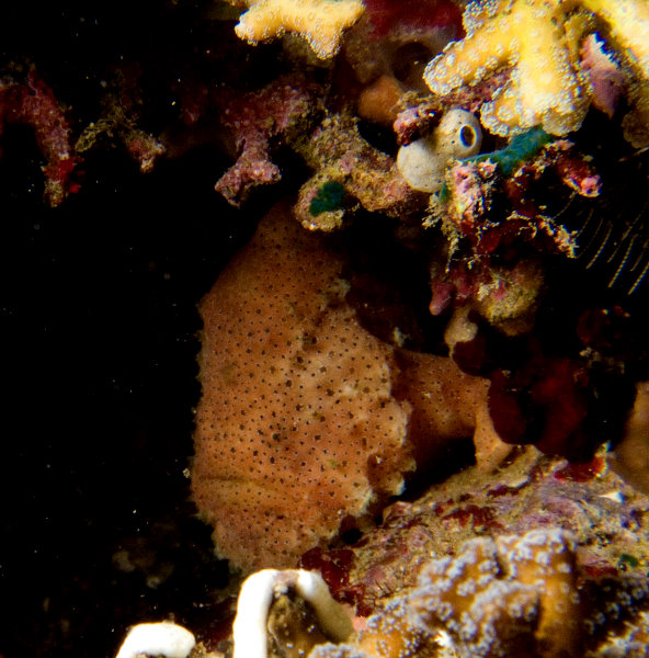 Histiophryne pogonius (Bearded frogfish - Bärtiger Anglerfisch)