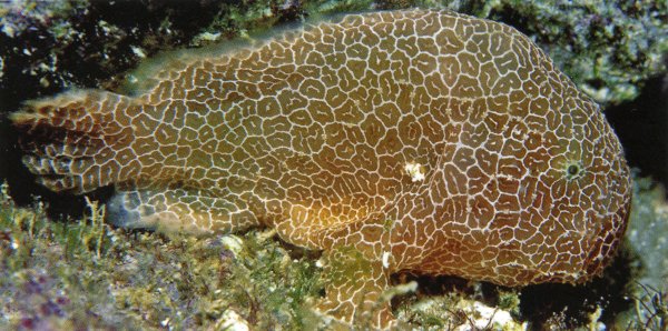 Histiophryne sp.1 (honeycomb frogfish  - Wabenmuster Anglerfisch)