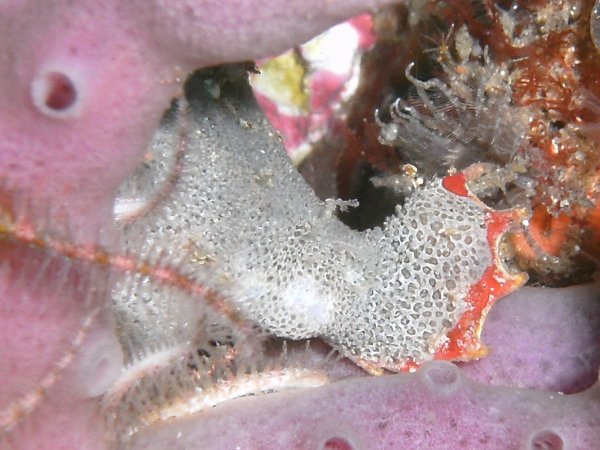 Antennariidae gen. et nov. sp.(Bare Island Frogfish - Bare Island Anglerfisch)