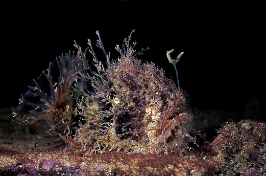 Rhycherus filamentosus (Tasseled Frogfish - Quasten Anglerfisch)