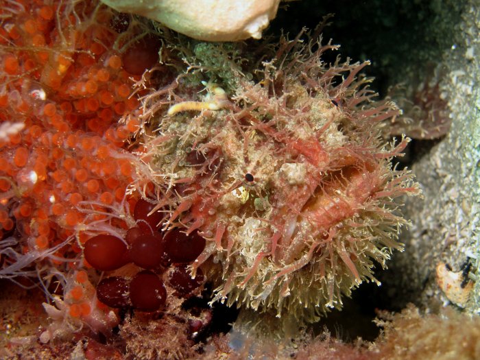 Rhycherus filamentosus (Tasseled Frogfish - Quasten Anglerfisch)