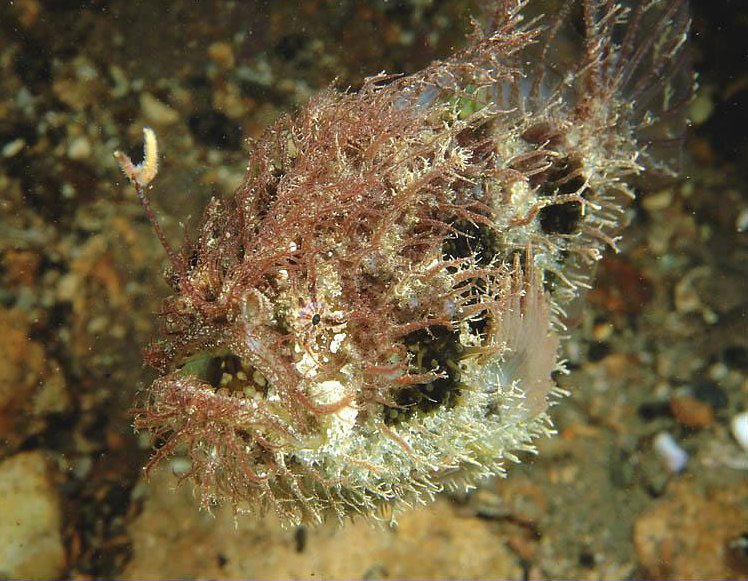 Rhycherus filamentosus (Tasseled Frogfish - Quasten Anglerfisch)