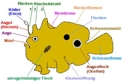 Anglerfisch Begriffe zur Identifizierung