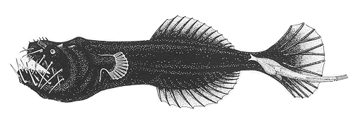 Neoceratiidae (Toothed seadevils) - gezähnte Seeteufel