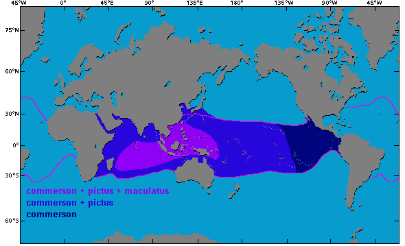 Karte: Verbreitungsgebiete der Anglerfische Antennarius commerson, Antennarius maculatus und Antennarius pictus nach Fishbase