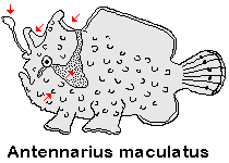 Antennarius maculatus - Warty Frogfish (Clown frogfish) - Warzen Anglerfisch (Clown Anglerfisch)