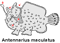 Antennarius maculatus Warty Frogfish (Clown frogfish, Wartskin frogfish) - Warzen Anglerfisch (Clown Anglerfisch)