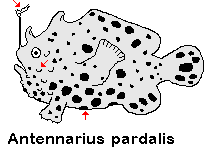 Antennarius pardalis Leopard frogfish - Leoparden Anglerfisch