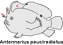 Antennarius pauciradiatus Dwarfed Frogfish - Zwergenhafter Anglerfisch - pescador enano