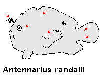 Antennarius randalli - Randall's frogfish - Randall's Anglerfisch