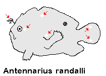 Antennarius randalli Randall's frogfish - Randall's Anglerfisch