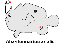 Antennarius analis Tail-Jet Frogfish - "Schwanz-Öffnung" Anglerfisch