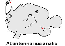 Antennarius analis - Tail-Jet Frogfish - Schwanz-Öffnung Anglerfisch 