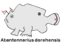 Antennarius 
          dorehensis - New Guinea frogfish - Zwerg Anglerfisch (Neu Guinea Anglerfisch)