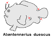 Antennarius duescus Side-Jet frogfish - "Seiten-Öffnung" Anglerfisch