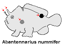 Antennarius
nummifer Spotfin frogfish (coinbearing frogfish, whitefingered frogfish) - Rückenfleck Anglerfisch
