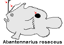 Antennarius
rosaceus Rosy frogfish (Spiny-tufted Frogfish) - Rosa Anglerfisch