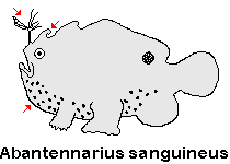Antennarius sanguineus Bloody frogfish (Sanguine frogfish) - Blutiger Anglerfisch