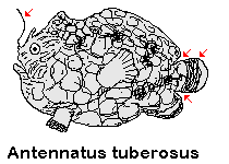 Antennatus tuberosus - Tuberculated Frogfish (Bandfin Frogfish, Pygmy Frogfish)  - "Tuberkel" Anglerfisch (Schwanzstreifen Anglerfisch, Pygmäen Anglerfisch)