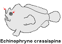 Echinophryne crassispina Prickly Frogfish (Thick-spined anglerfish) - "Stachliger" Anglerfisch