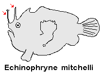 Echinophryne mitchelli Mitchell's Frogfish (Long-spined anglerfish) - Mitchell's Anglerfisch