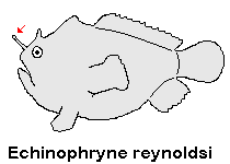 Echinophryne reynoldsi Reynolds' Frogfish - Reynold's Anglerfisch
