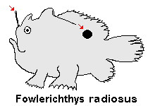 Antennarius radiosus Big-Eyed frogfish (Singlespot Frogfish) - Grossaugen Anglerfisch